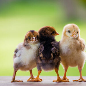 Hoover's Hatchery Live Mixed Silkie Special Baby Chicks, 10 ct.