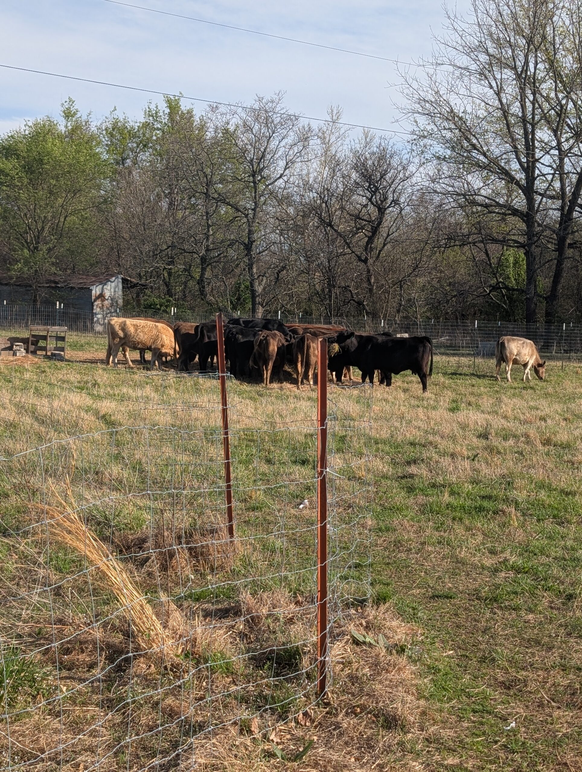 Life and learning on the homestead