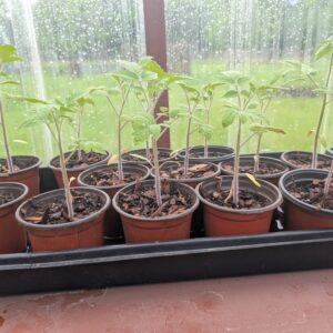 Plant Seedling Starts | Live Garden Plants