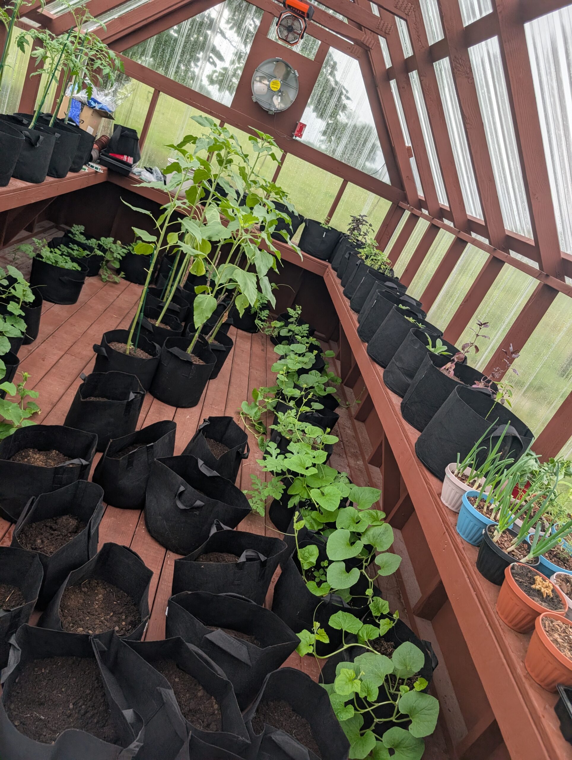 Growing projects at Biggie's Homestead